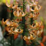 Lilium martagon - Guinea Gold