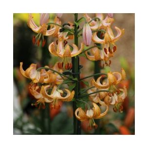 Lilium martagon - Guinea Gold