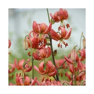 Lilium martagon - Manitoba Morning