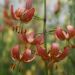 Lilium martagon - Manitoba Morning