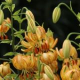 Lilium martagon - Peppard Gold