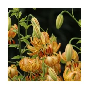 Lilium martagon - Peppard Gold