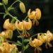 Lilium martagon - Peppard Gold