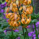 Lilium martagon - Sunny Morning