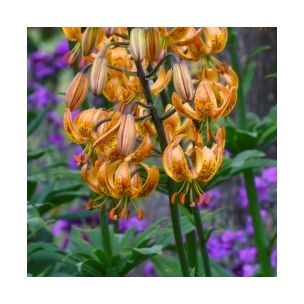 Lilium martagon - Sunny Morning