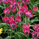 Tulipán - Little Beauty