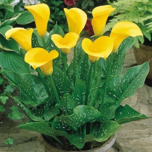 Kala - Zantedeschia Corazon