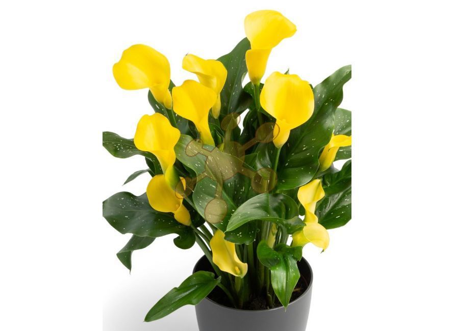 bioekologic Novinky 2024 !!! Kala Zantedeschia Corazon