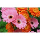 Gerbera mix