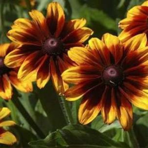 Rudbeckia Autumn forest