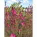 Gaura Sparkle pink