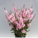 Gaura Sparkle pink