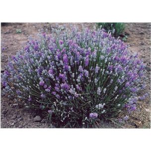Levanduľa - Granny´s bouquet