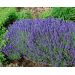 Levanduľa lekárska - Hidcote blue