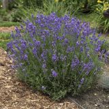 Levanduľa lekárska - Hidcote blue