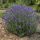 Levanduľa lekárska - Hidcote blue