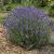 Levanduľa lekárska - Hidcote blue