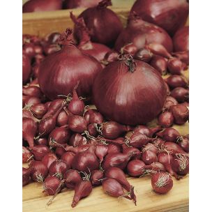 Cibuľa sadzačka - Karmen 500g