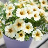 Petunia x Calibrachoa Beautical French Vanilla