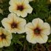 Petunia x Calibrachoa Beautical French Vanilla