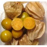 Ground cherry - priesada