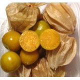 Ground cherry - priesada