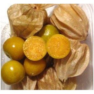 Ground cherry - priesada