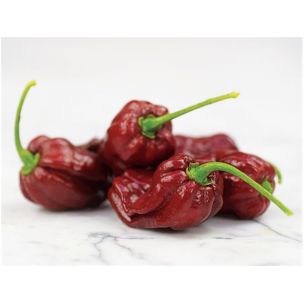 Paprika Čokoládové habanero - priesada