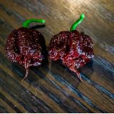 Paprika Čokoládová Carolina Reaper - priesada