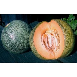 Melón Petit gris de rennes - priesada