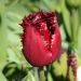 Tulipán - Labrador