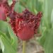 Tulipán - Labrador