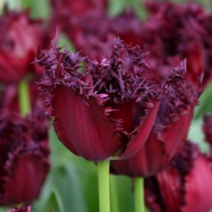 Tulipán - Labrador