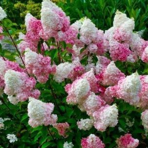 Hortenzia metlinatá Pink lady