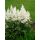 Astilbe arendsii - Brautschleier