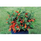 Paprika - Tangerine dream