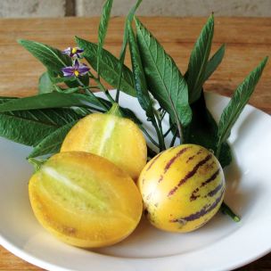 Pepino gold