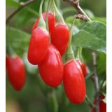 Goji - Kustovnica čínska