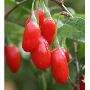 Goji - Kustovnica čínska