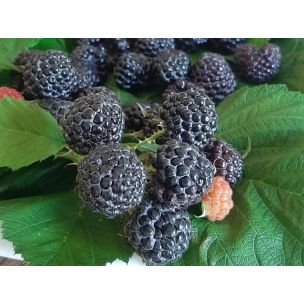 Čierna malina - Black Jewel
