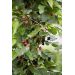 Moruša čierna - mini - Mojo Berry®