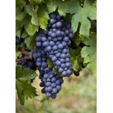Vinič modrý - Boskoop Glory