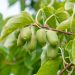 Kiwi (mini) - Issai