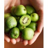 Kiwi (mini) - Issai