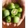 Kiwi (mini) - Issai