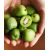 Kiwi (mini) - Issai