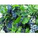 Čučoriedka - Bluecrop