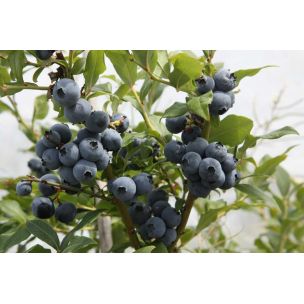Čučoriedka - Hortblue Petite