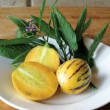 Pepino gold 