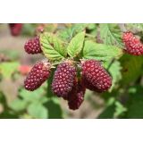 Malinočernica - Tayberry 